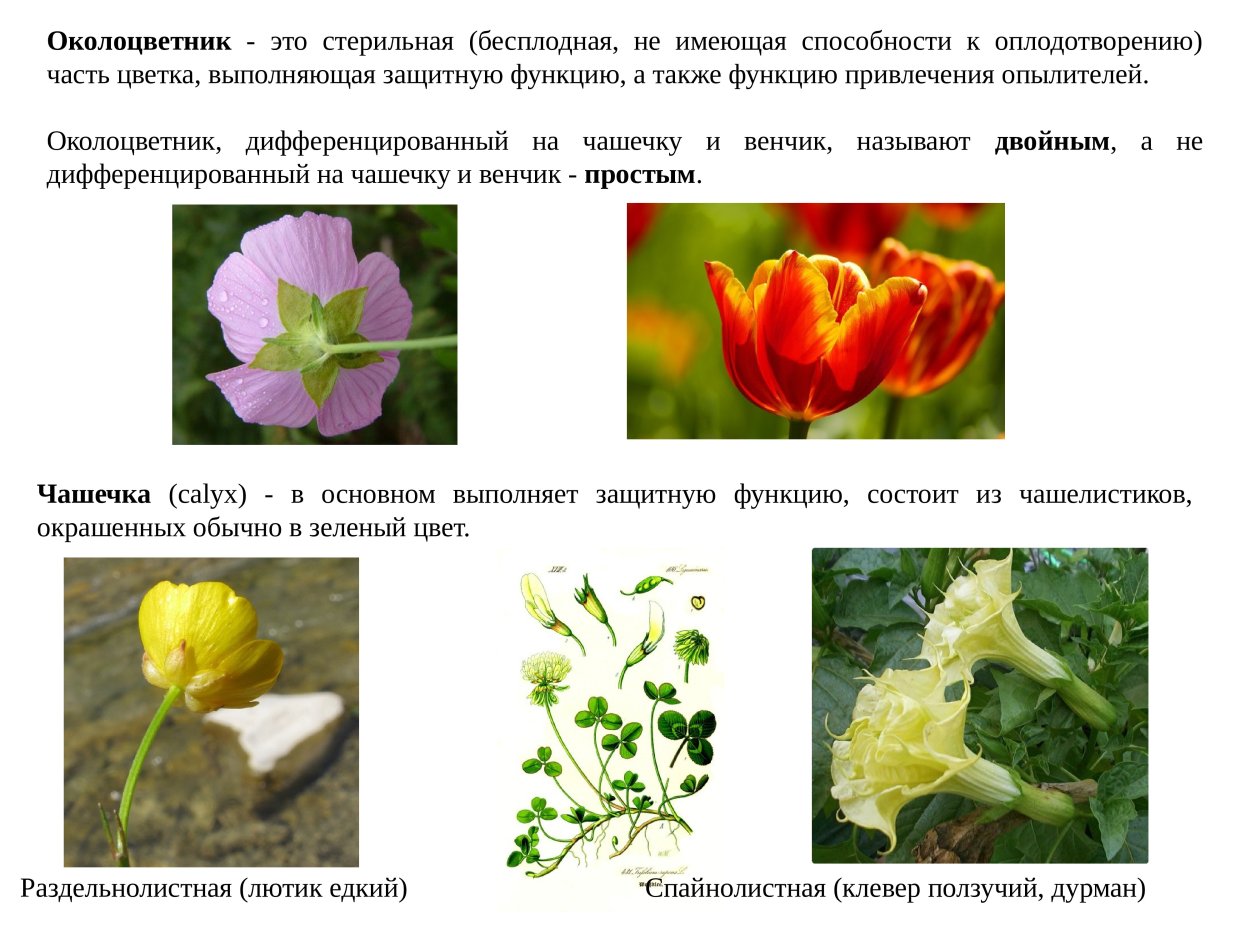 Околоцветник цветка яблони