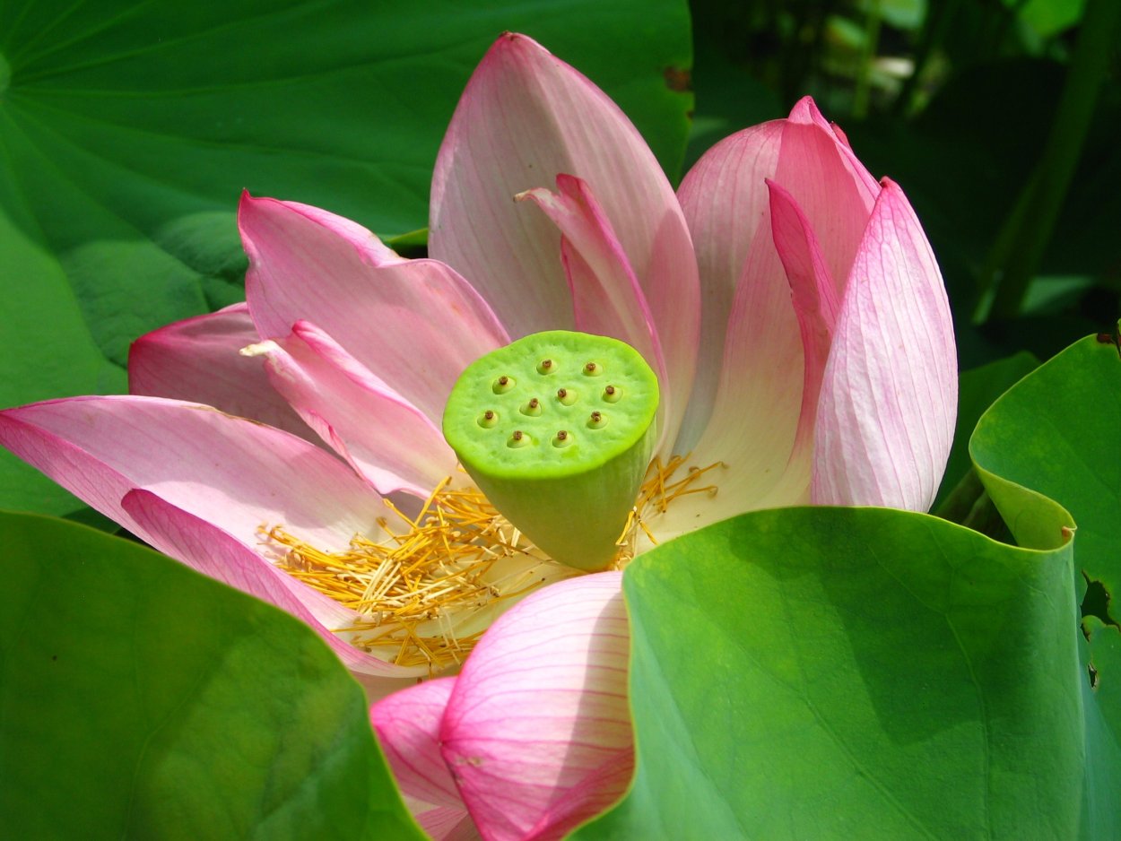 Лотос орехоносный фиолетовый