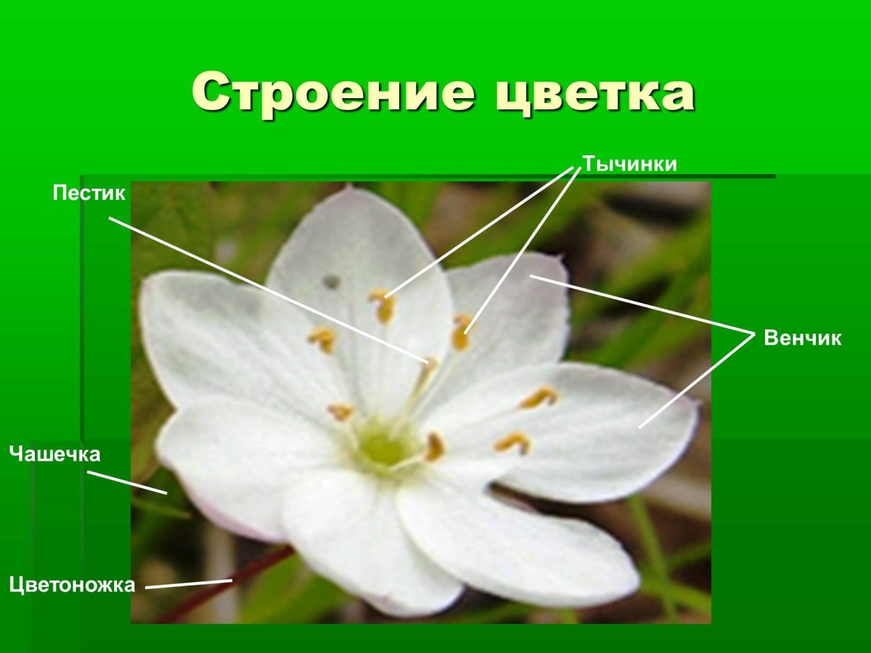 Строение цветка венчик