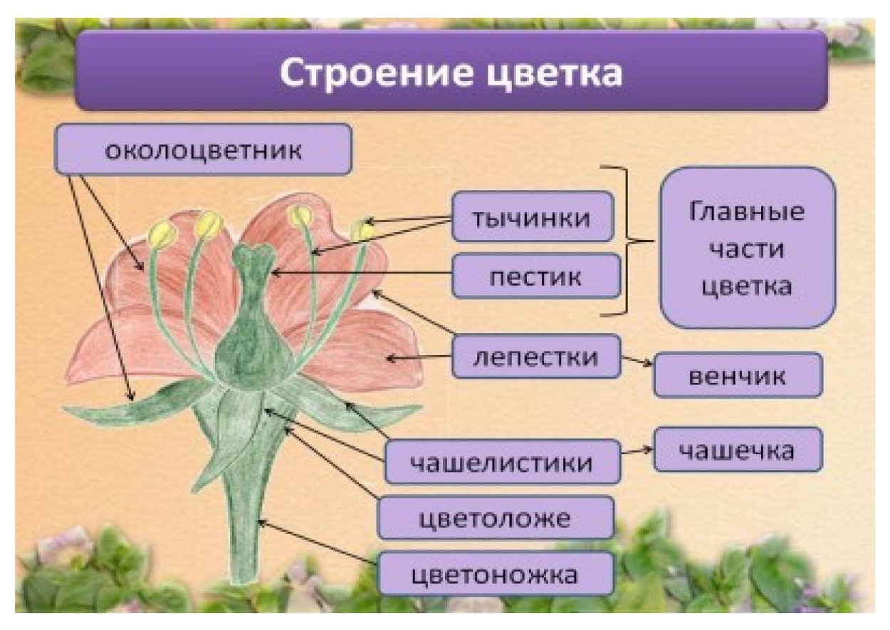 Цветок и его строение 6 класс биология