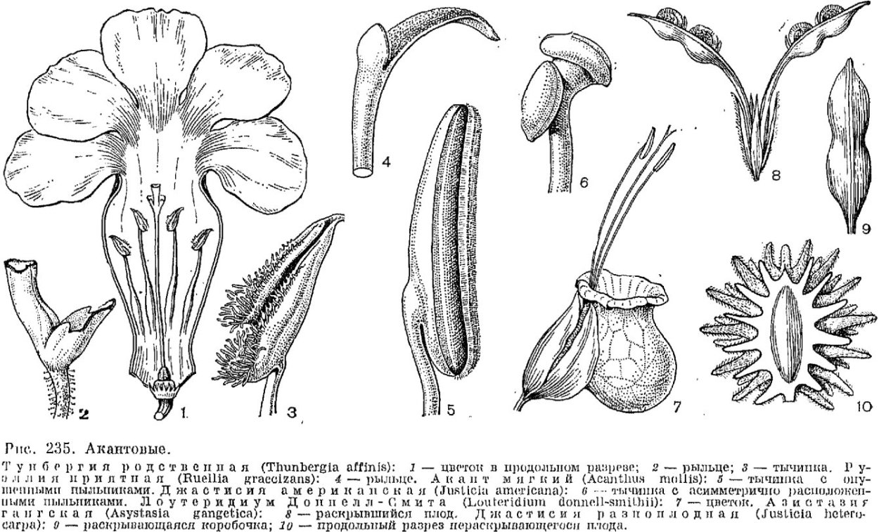 Семейство Акантовые представители
