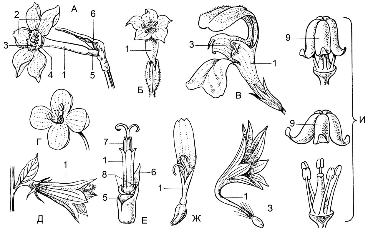 Строение околоцветника