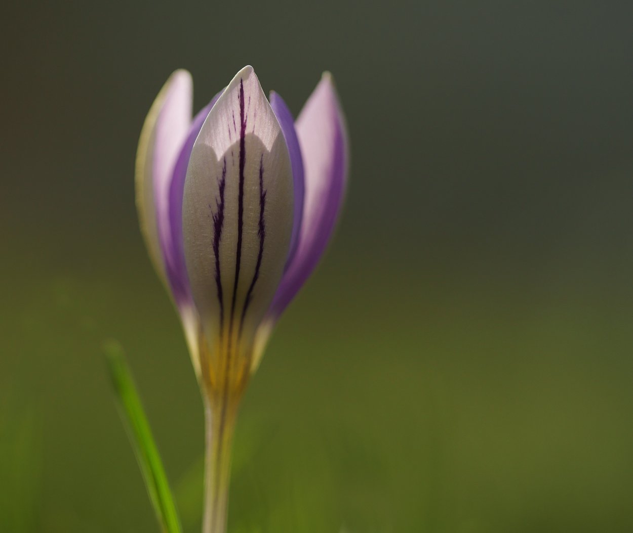 Крокус с прожилками цветок