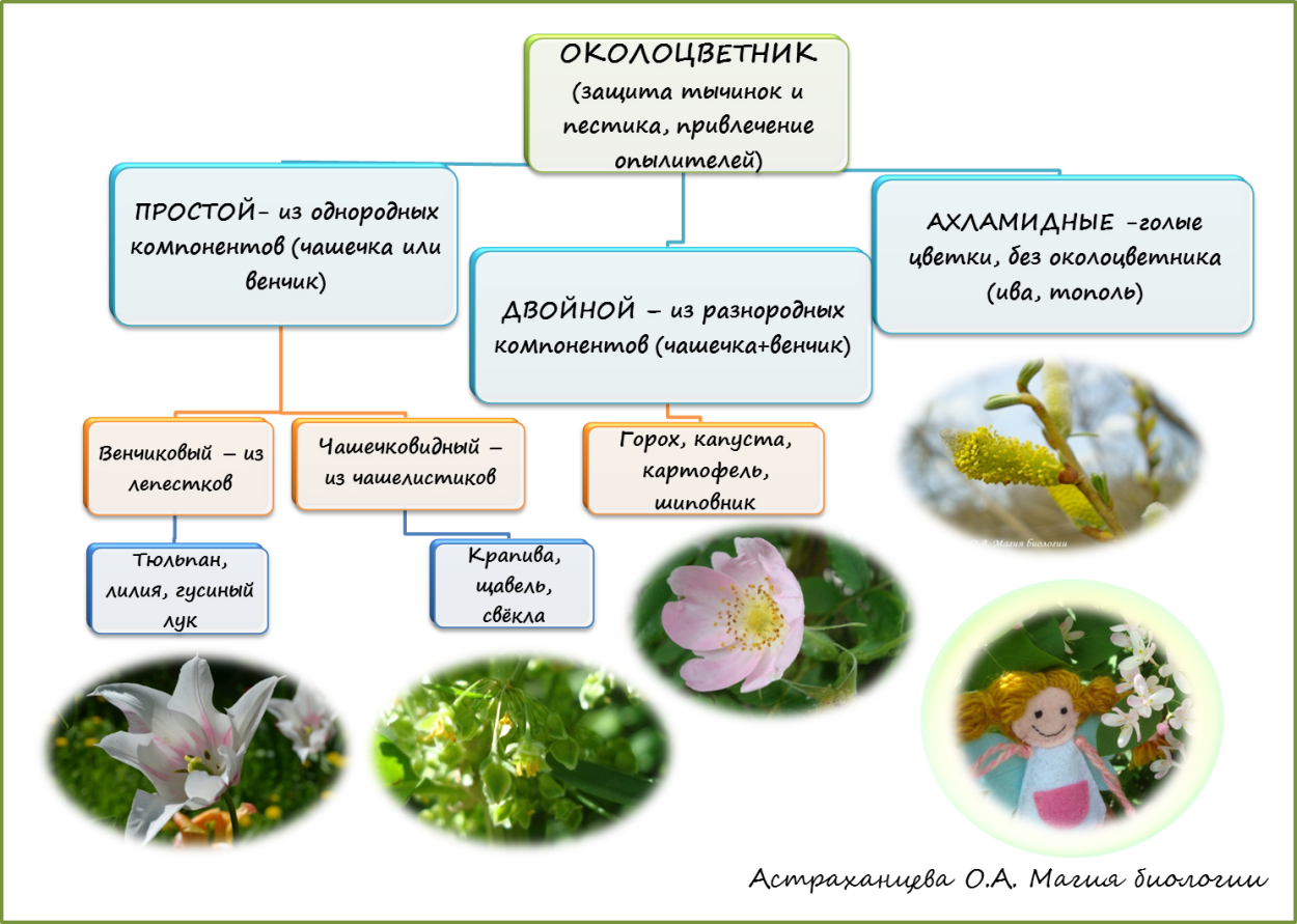 Околоцветник покрытосеменных растений
