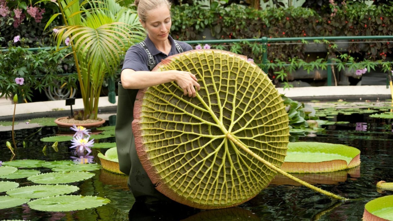 Кувшинка Виктория-Регия