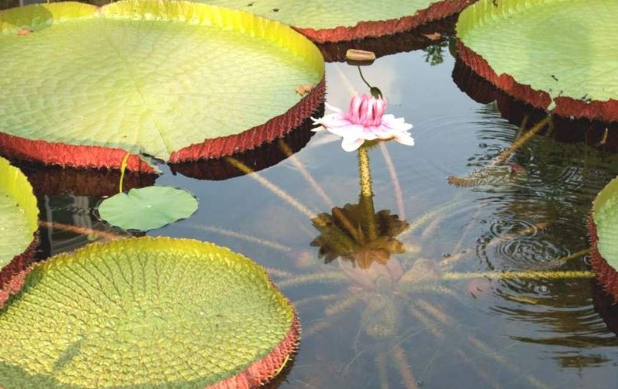 Кувшинка Виктория Амазонская