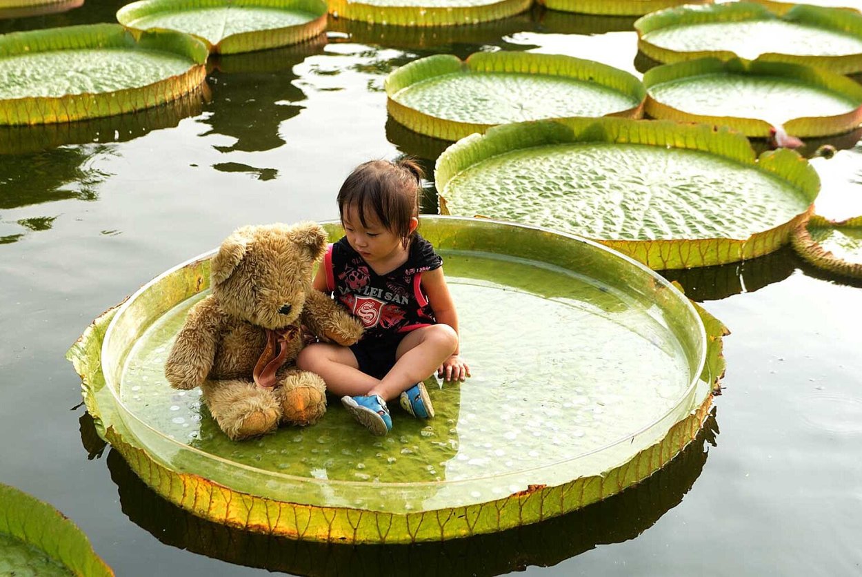 Лилии Виктории амазонской бордовая