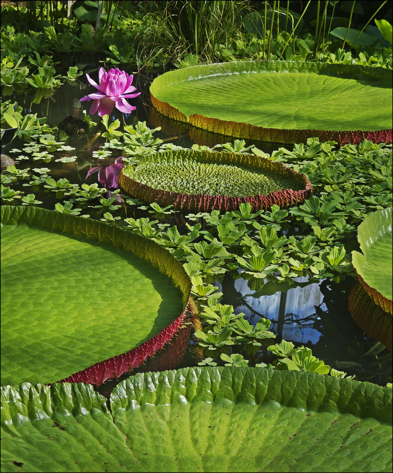 Кувшинка Виктория Амазонская в Ботаническом саду