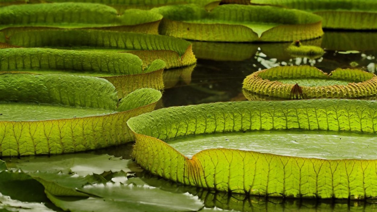 Гигантские кувшинки Виктория Амазонская