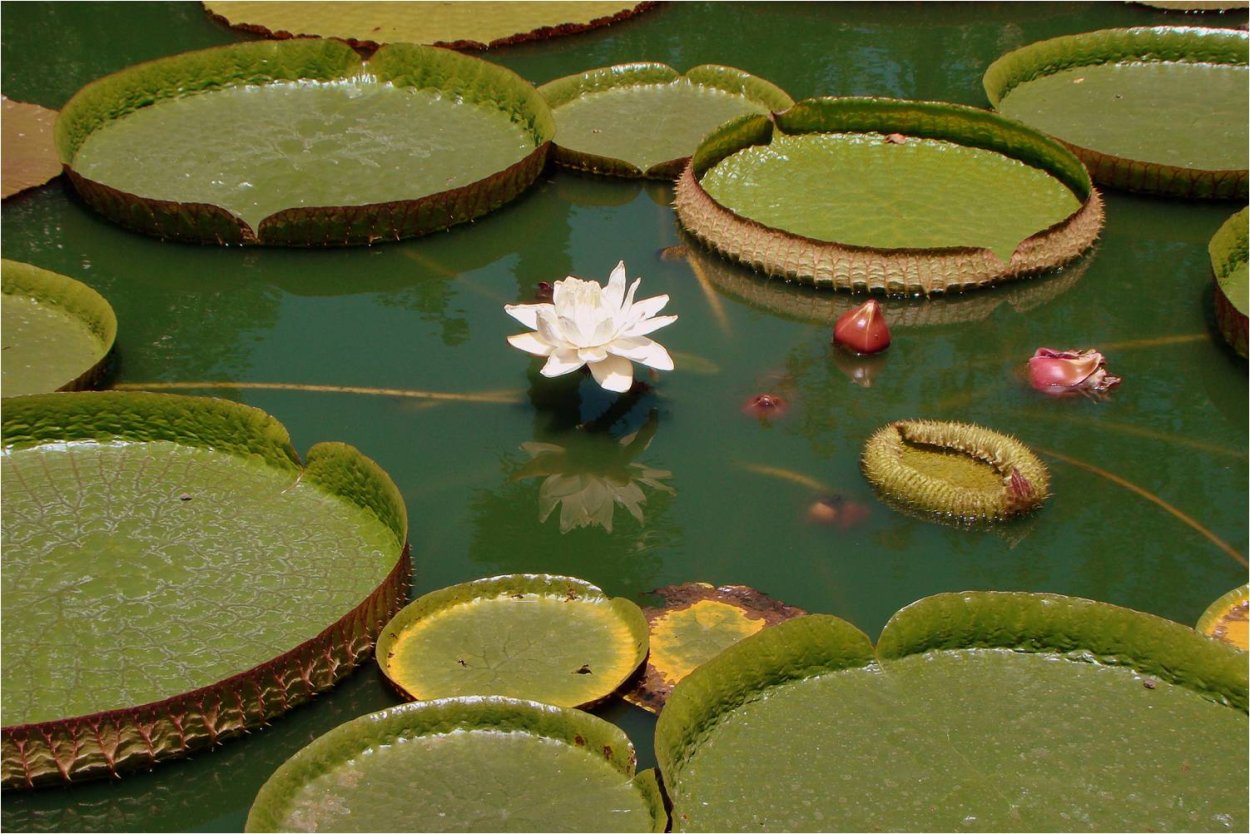 Виктория Амазонская (Victoria Amazonica)