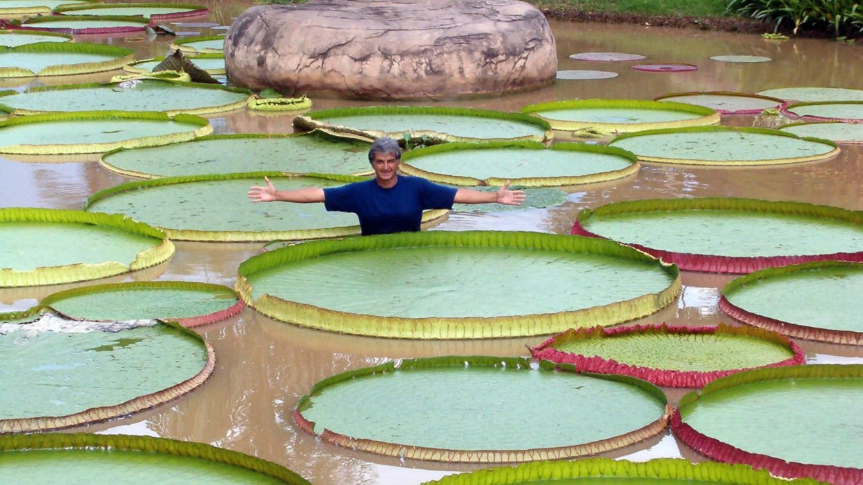 Кувшинка Виктория Регия (Королева Виктория)