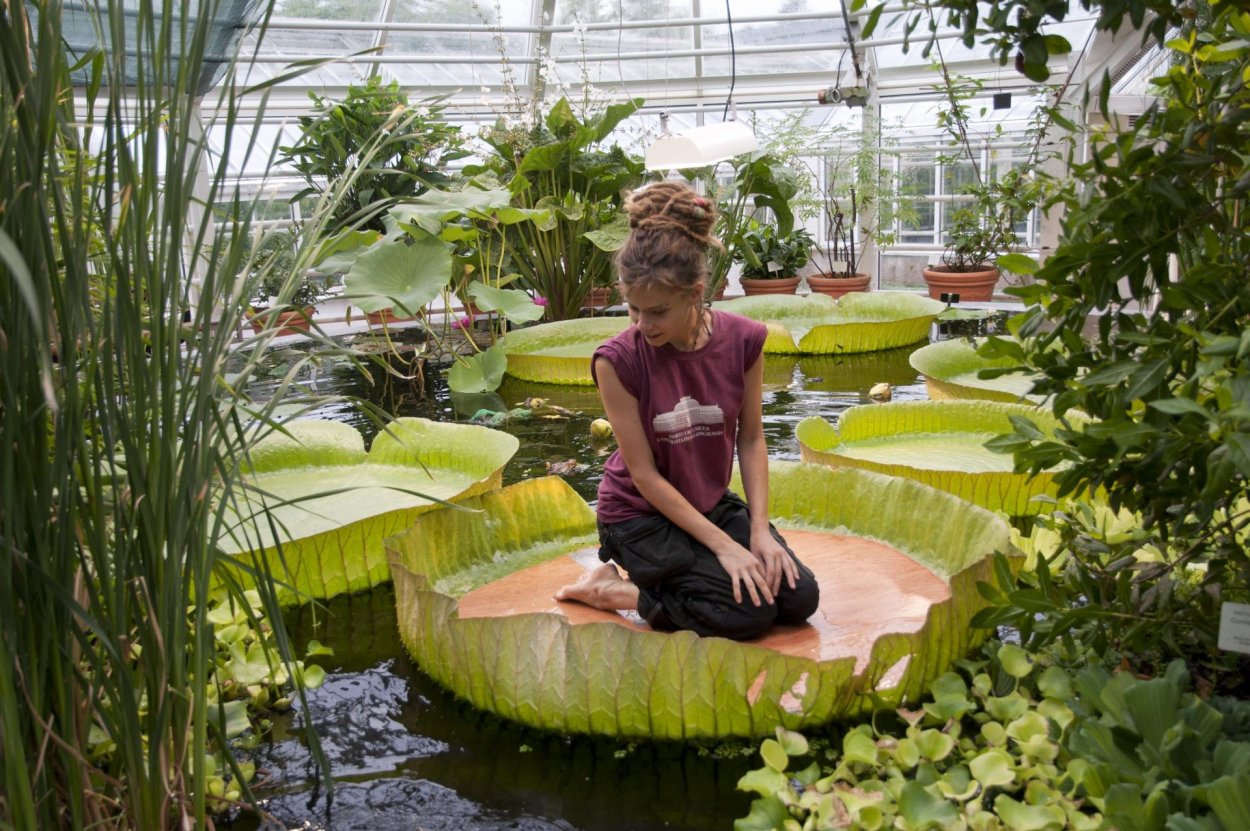 Кувшинка Виктория Амазонская