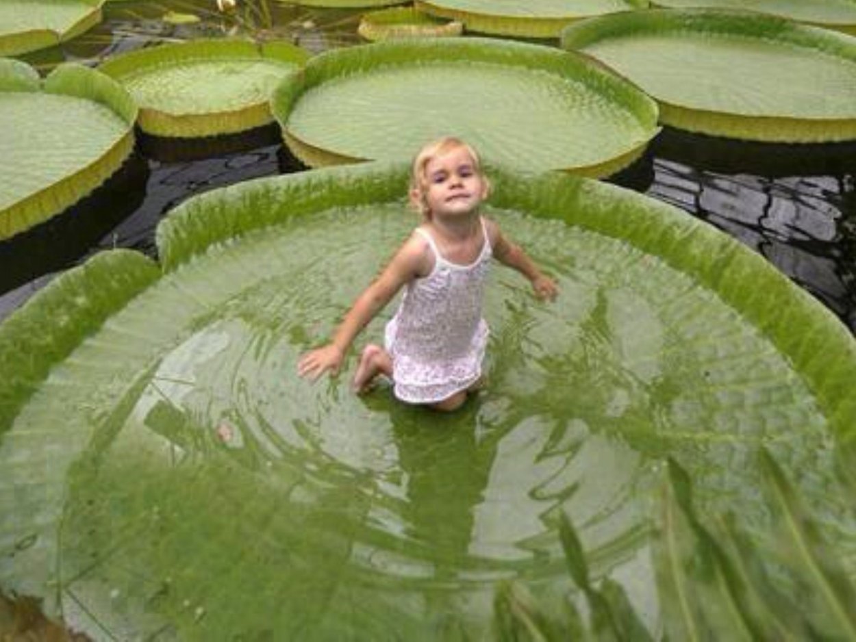 Виктория Регия Амазонская