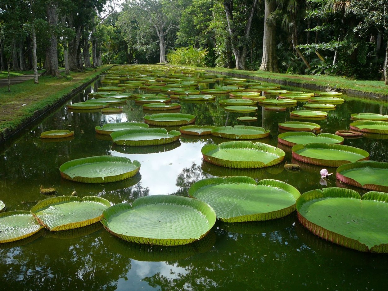 Лотос гигантский Виктория Амазонская