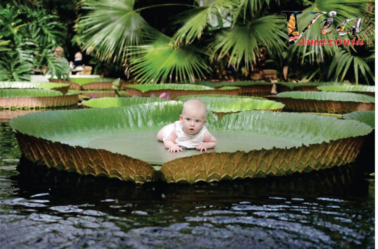 Большие листья на воде