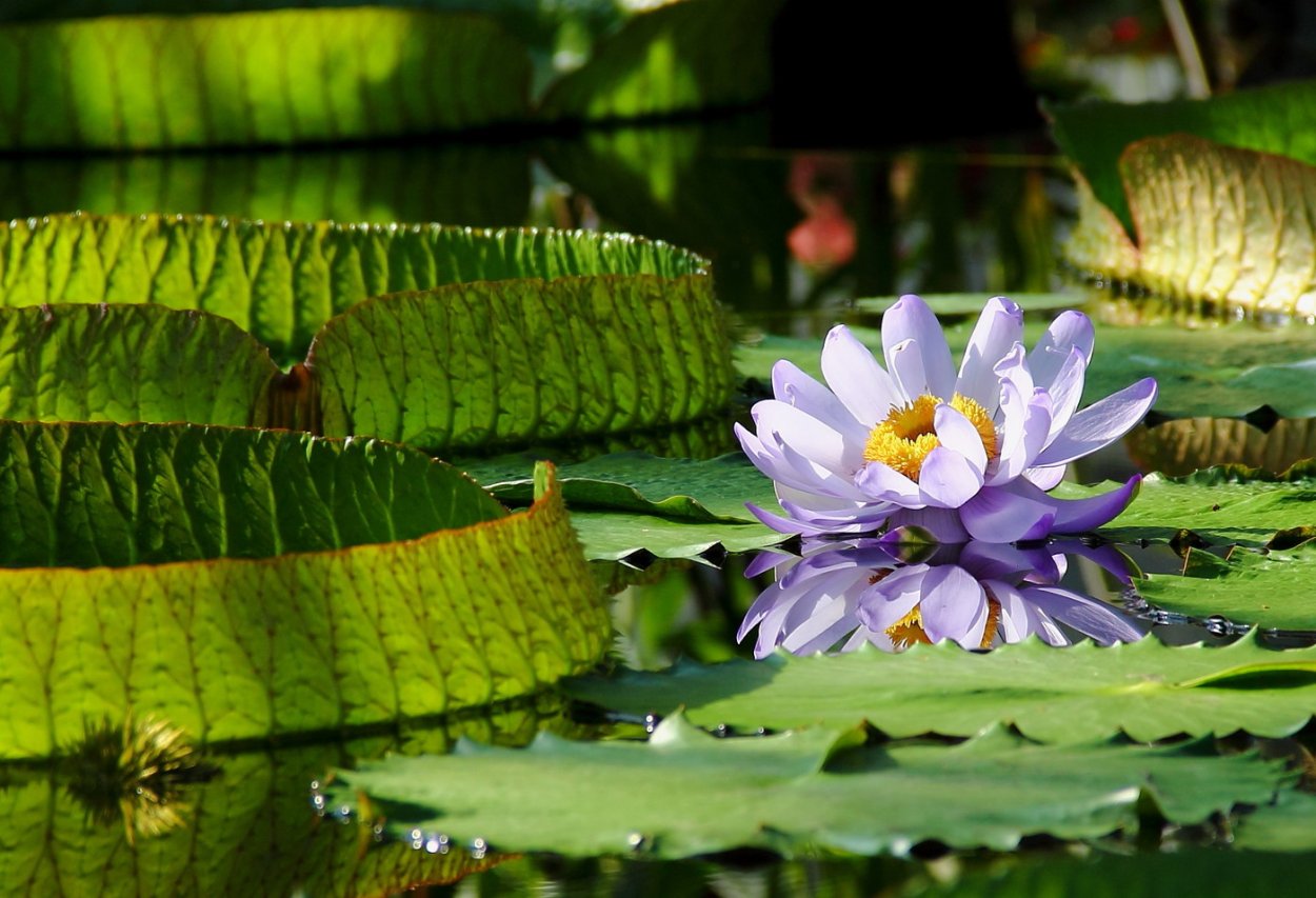Лист Виктории амазонской
