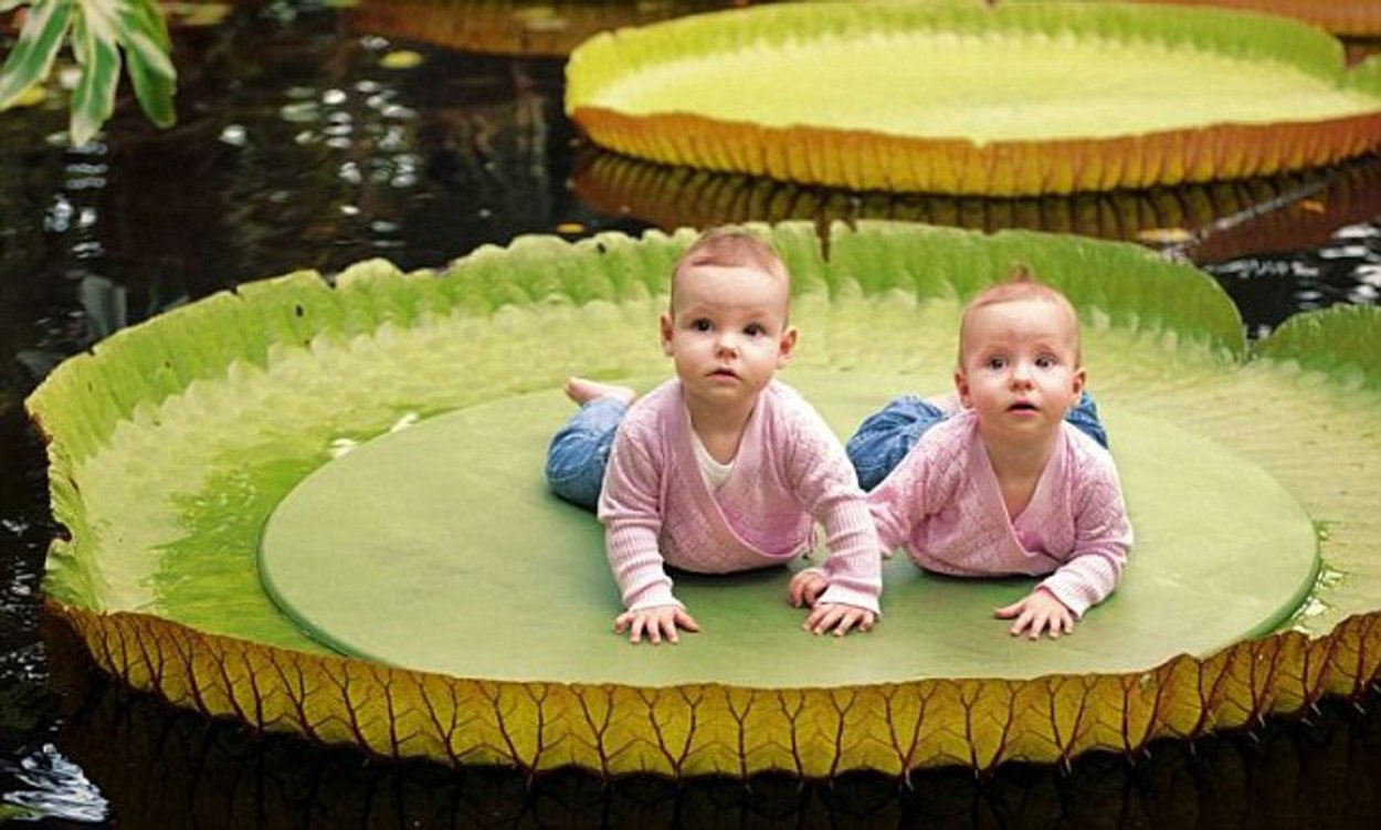 Фото в гигантских кувшинках девушка