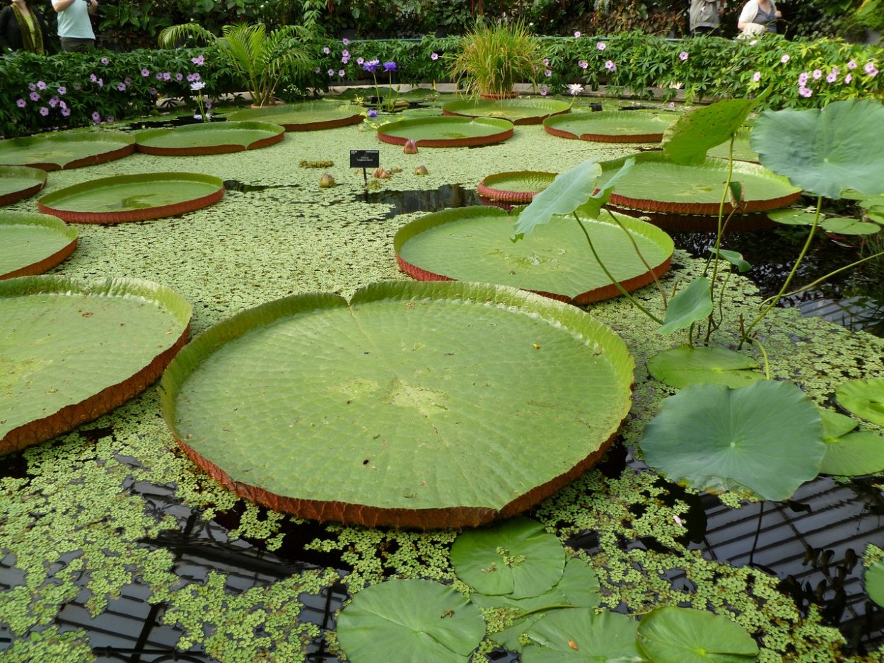 Кувшинка Виктория Амазонская