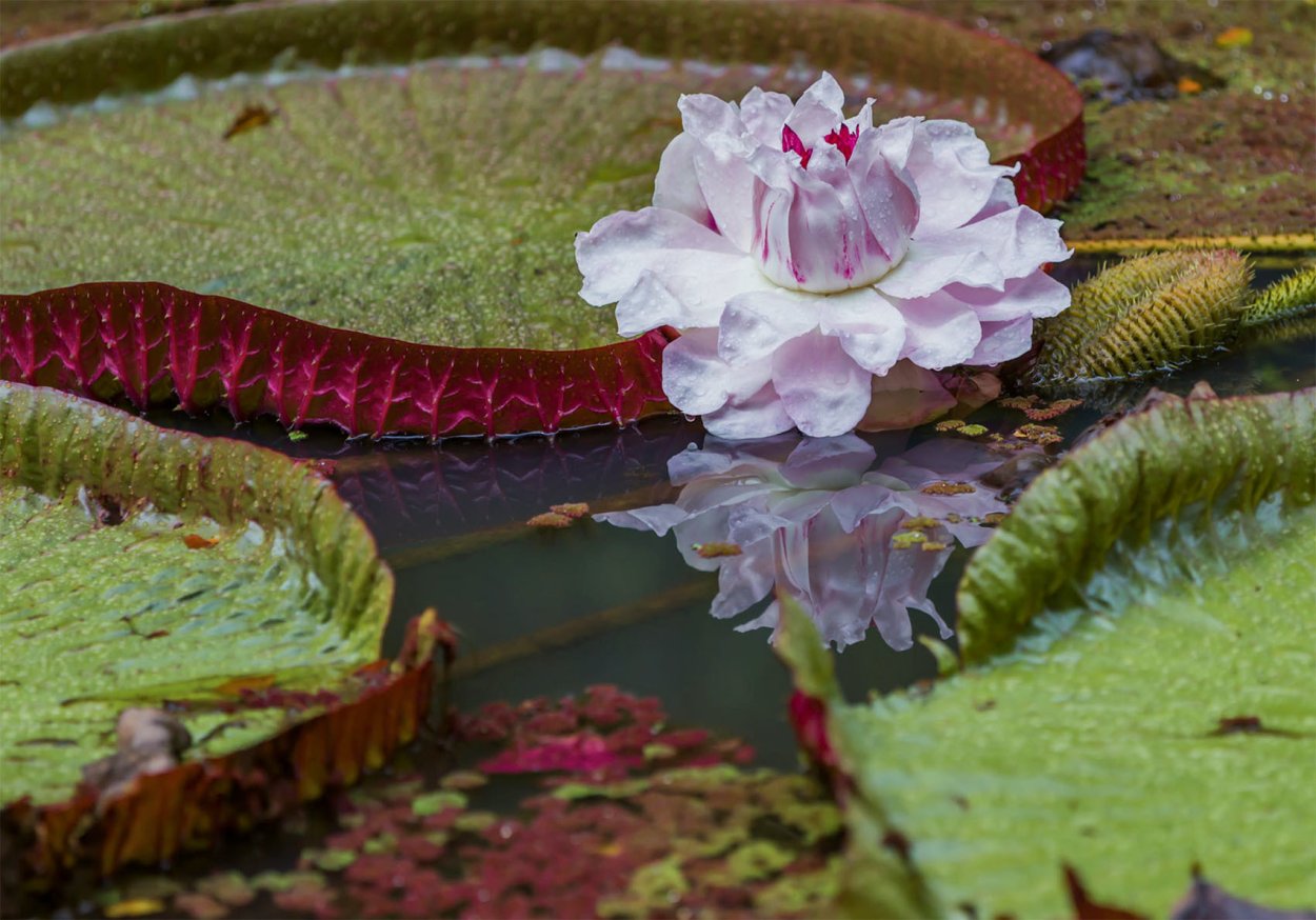 Виктория Регия в сельве