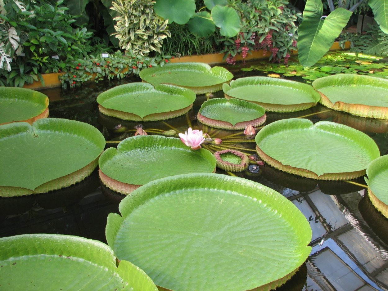 Виктория Регия