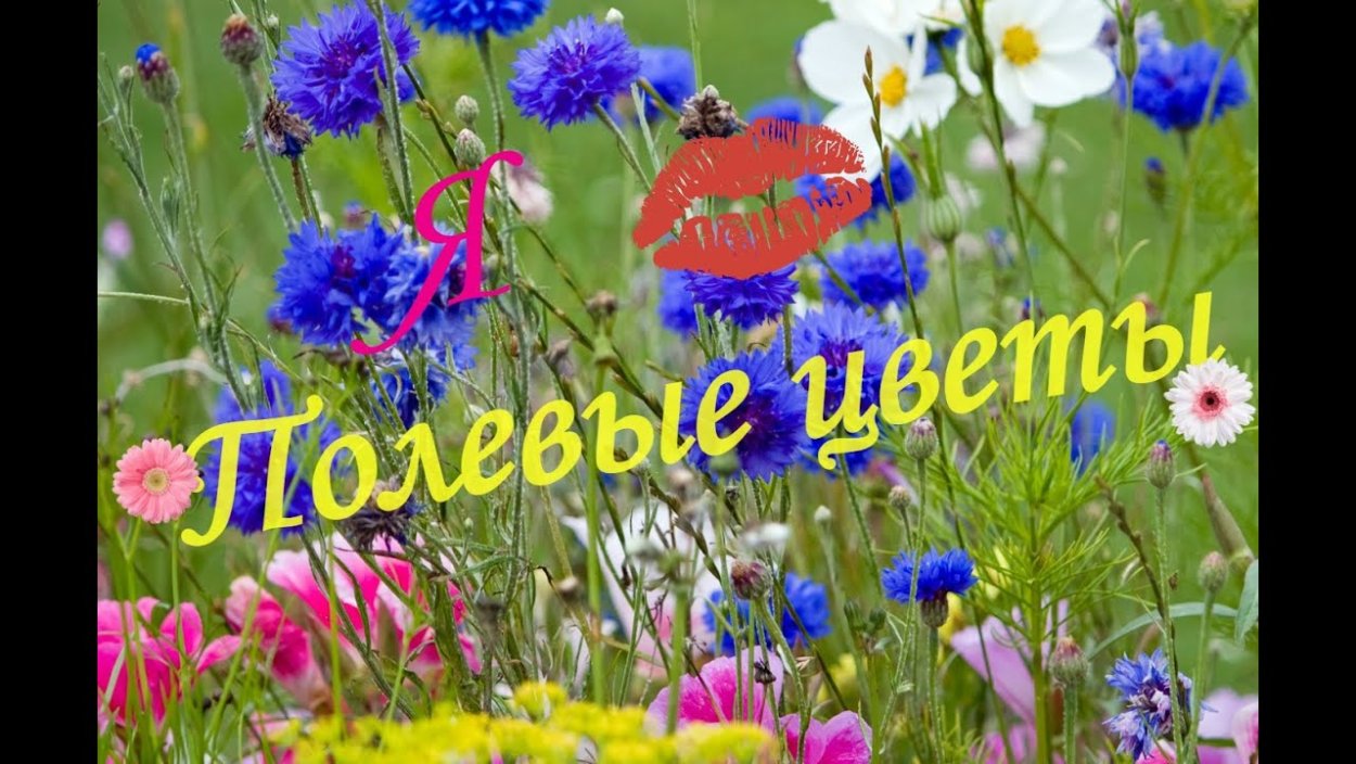 Васильки букет