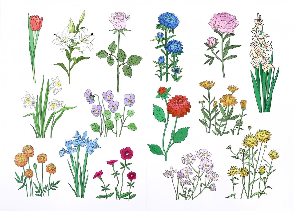 Космея Луговая