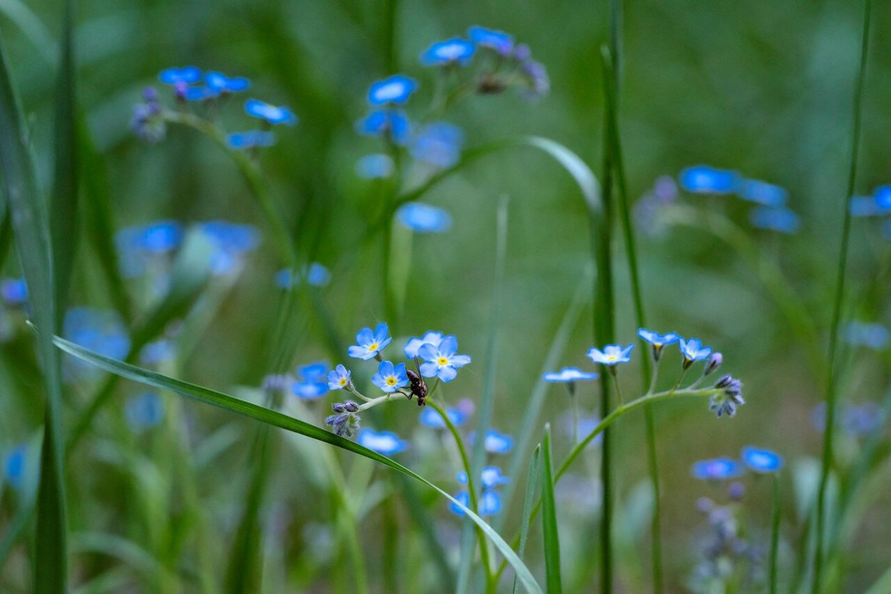 День полевых цветов 5 июня