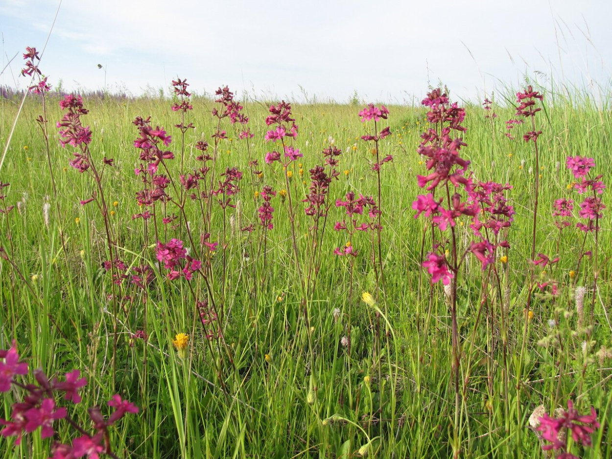 Художник Алексей Аникин полевые цветы