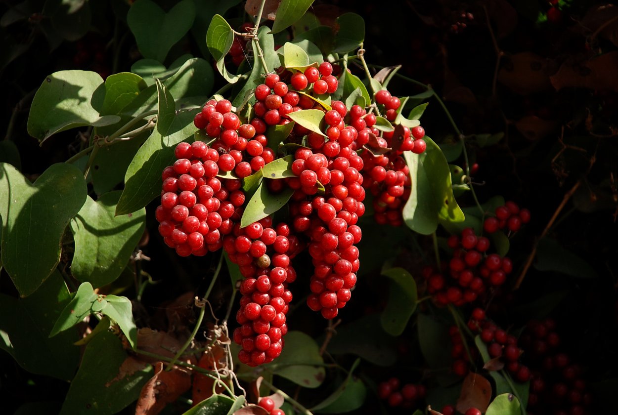 Сассапариль растение