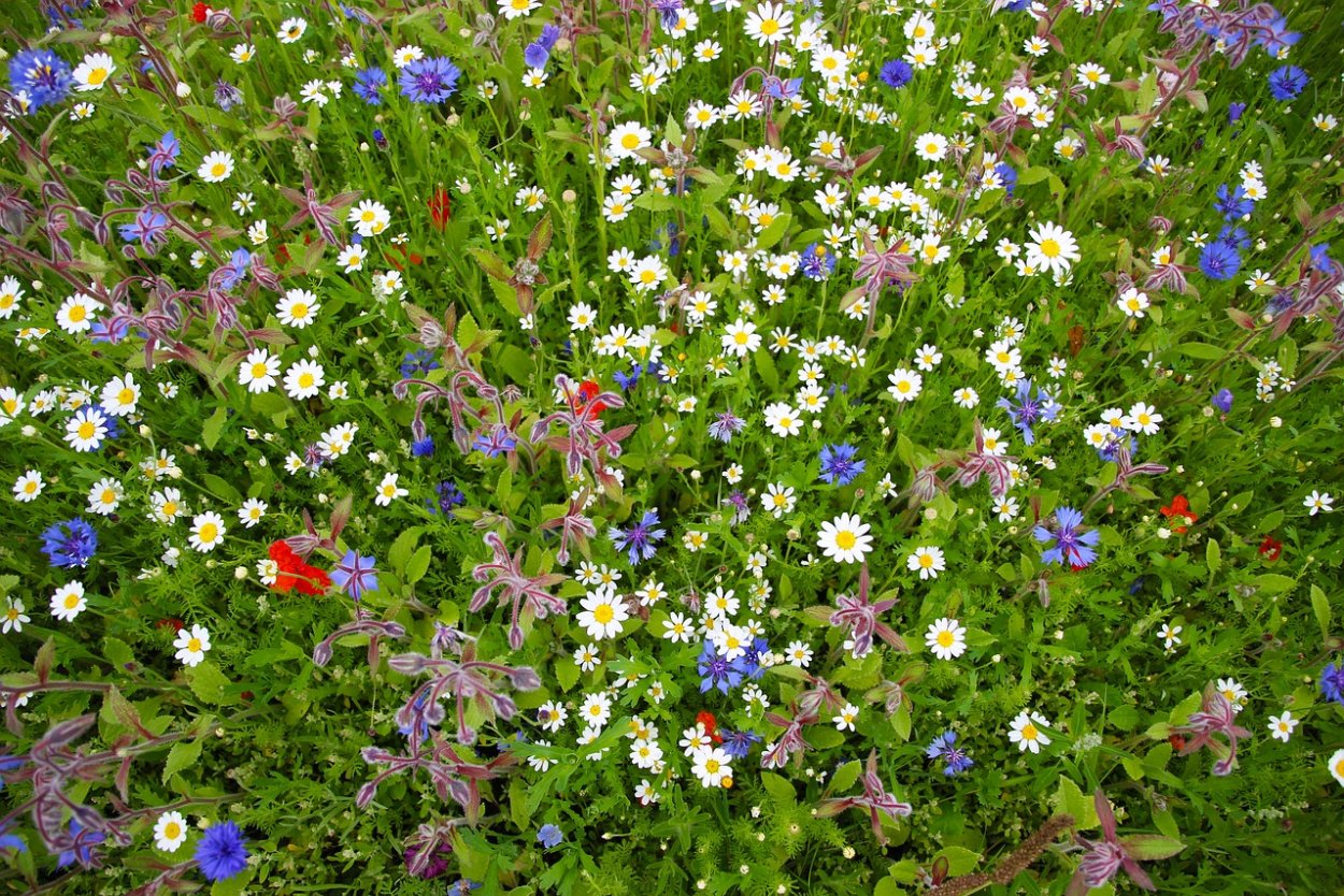 Розовые луговые цветы