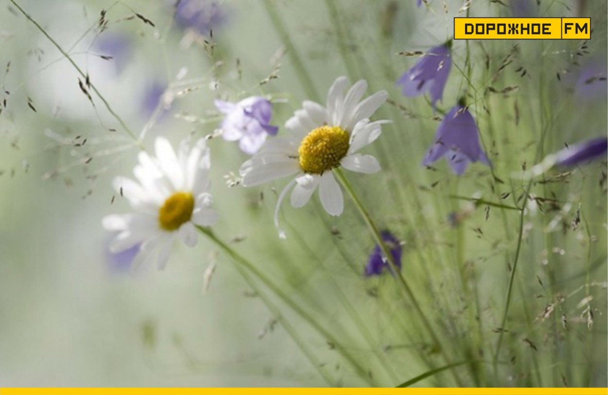 Лаванда обои