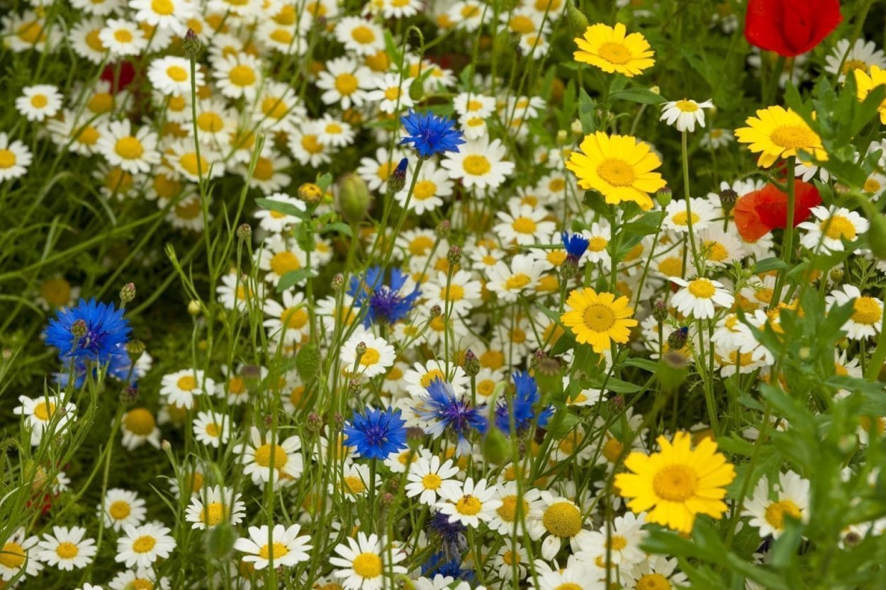 Нежные полевые цветы в росе