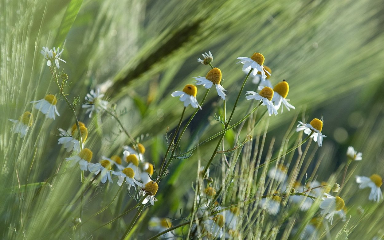 Поле с полевыми цветами