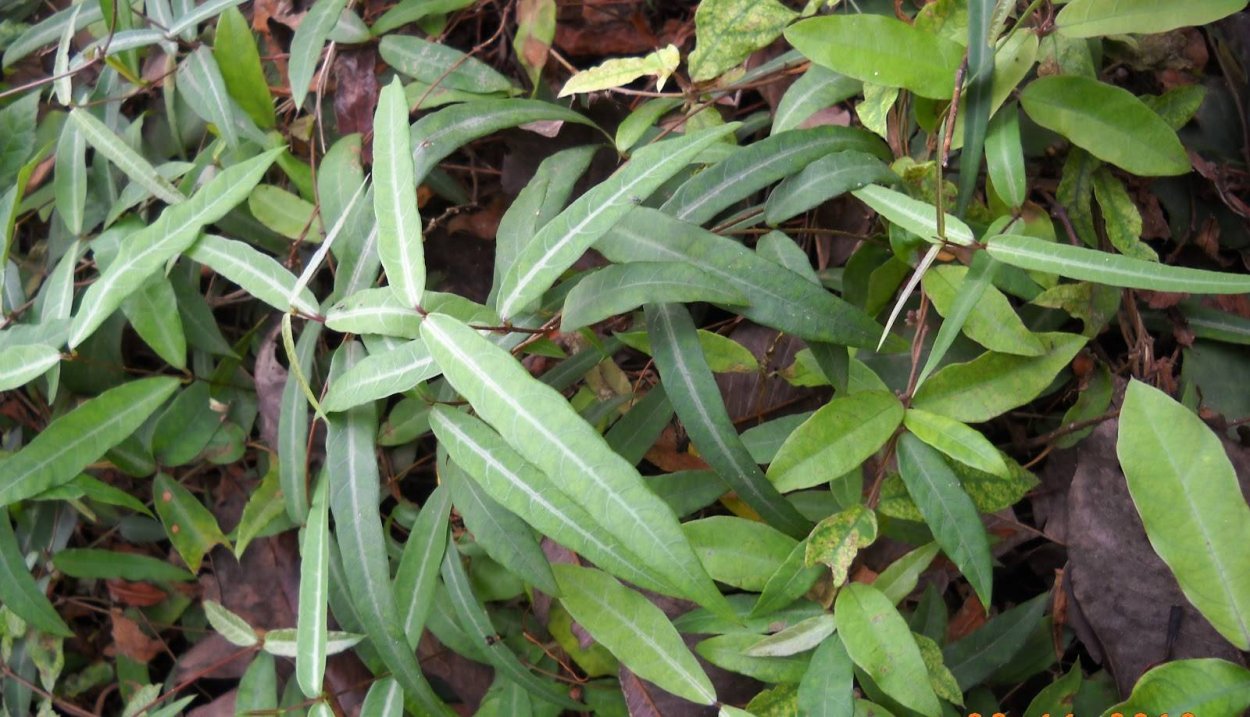 Смилакс незабудкоцветковый