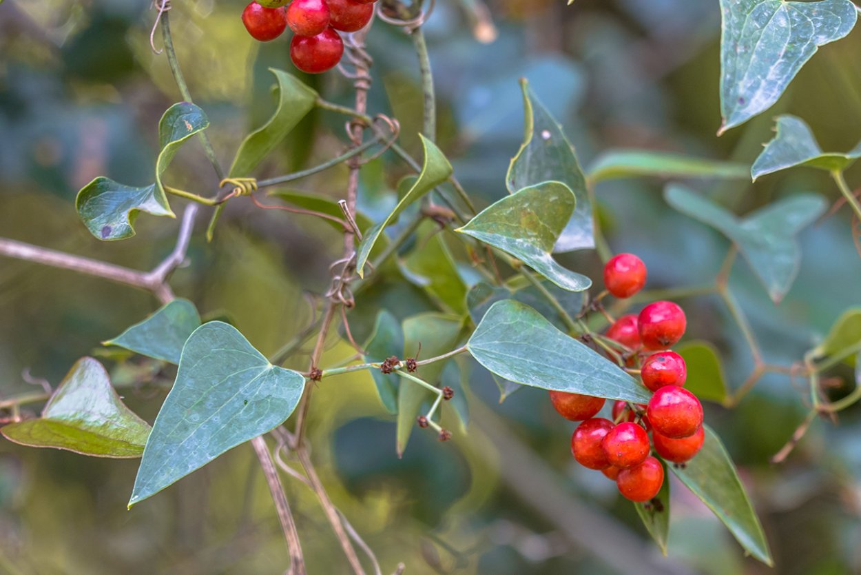 Сассапариль Гондурасская