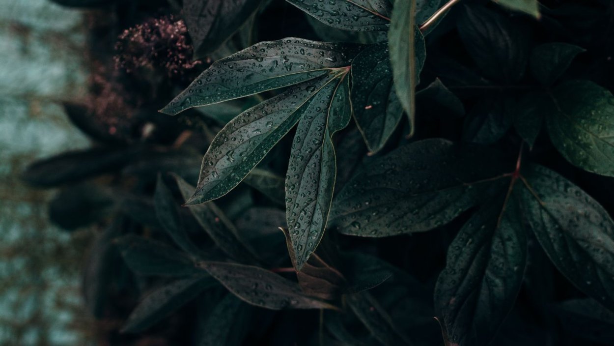 Цветы Баха грецкий орех