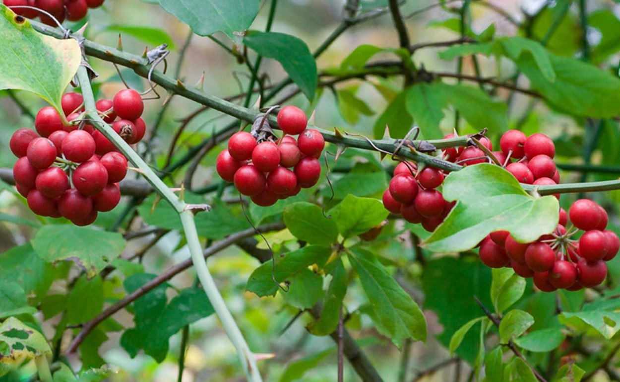 Smilax Excelsa