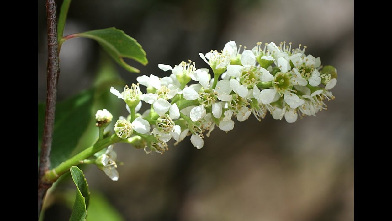Темно зеленые листья