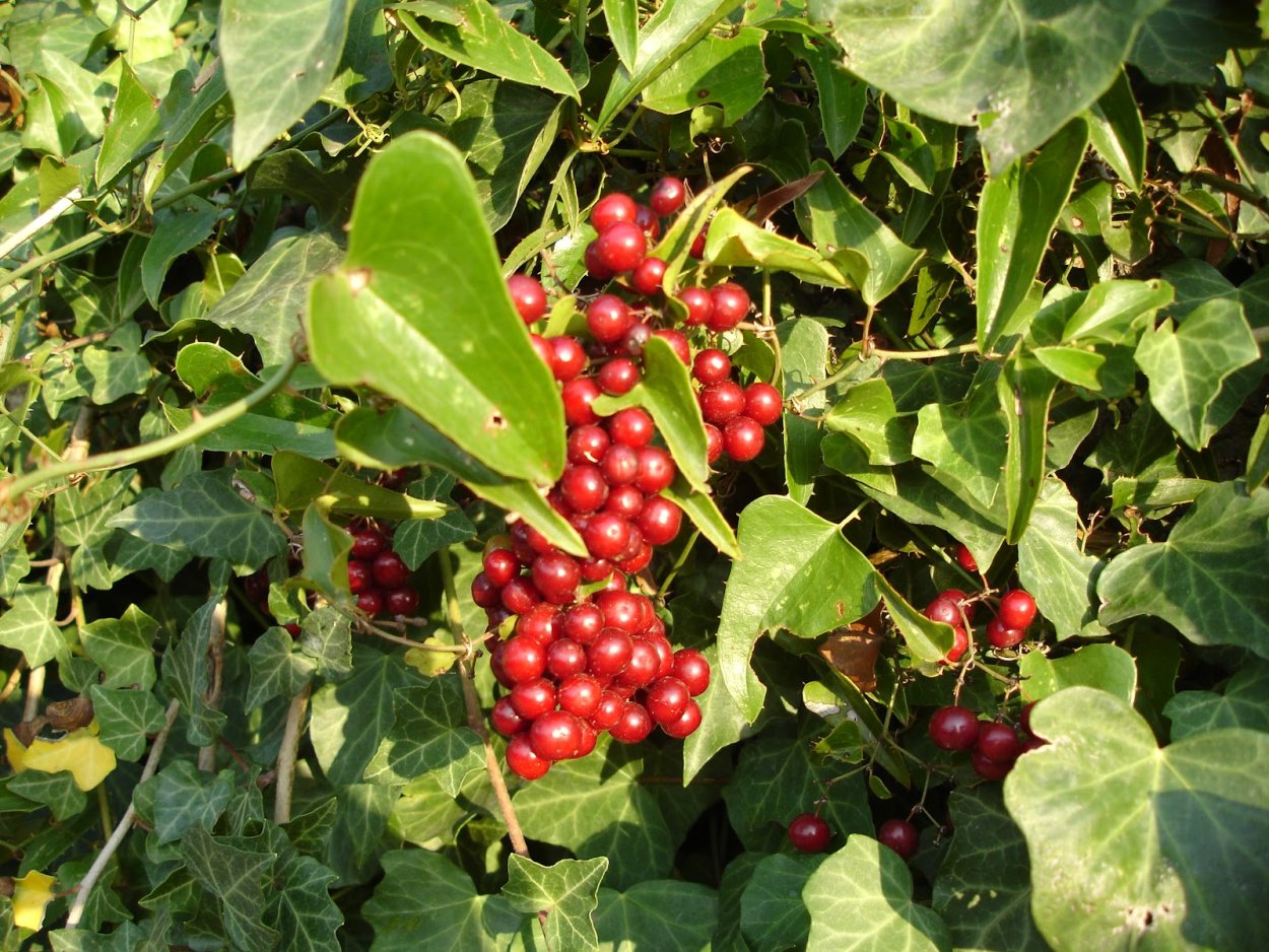 Сассапарель колючая Лиана