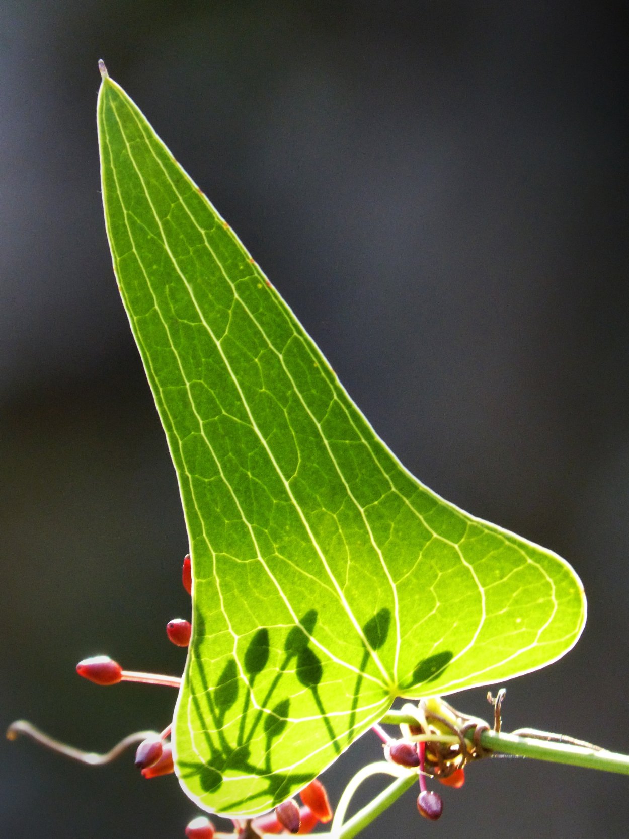 Сассапариль растение
