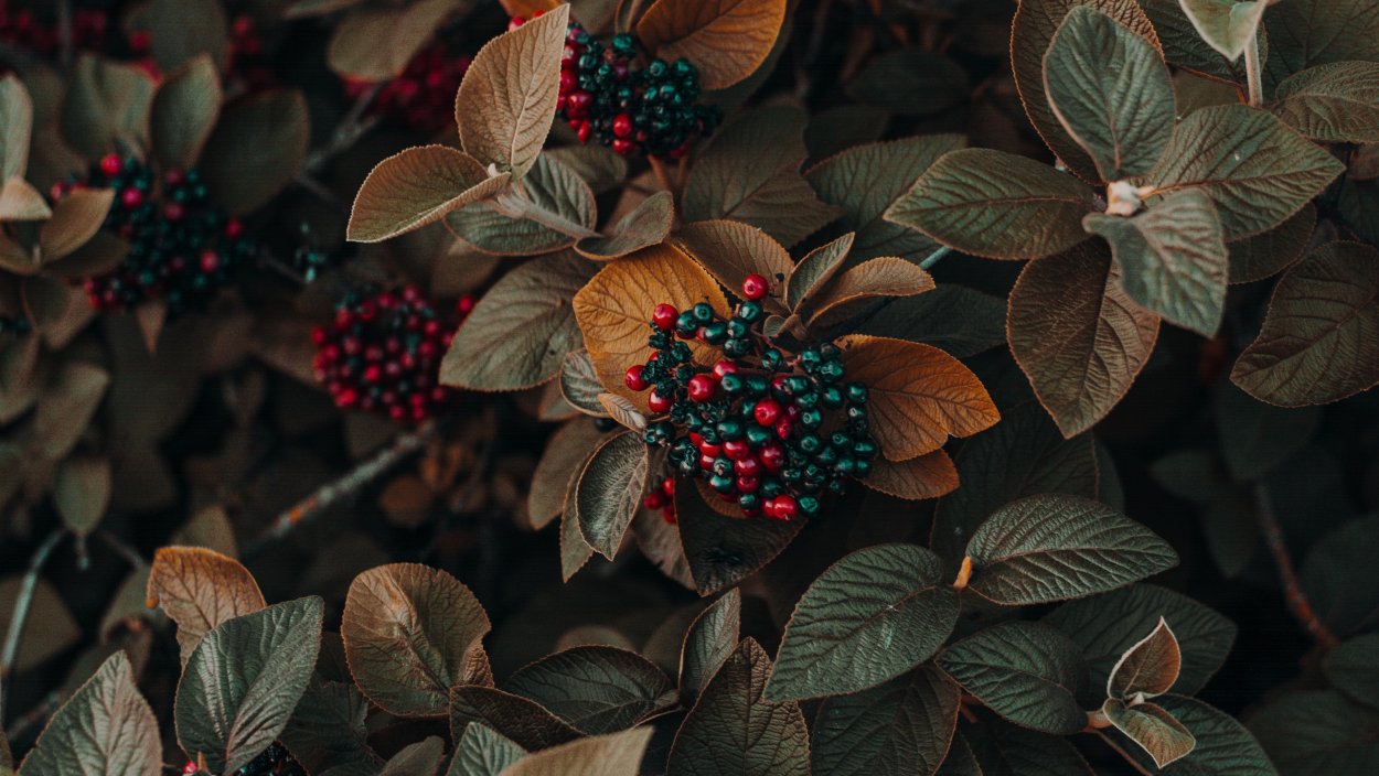 Дубильные растения Айви