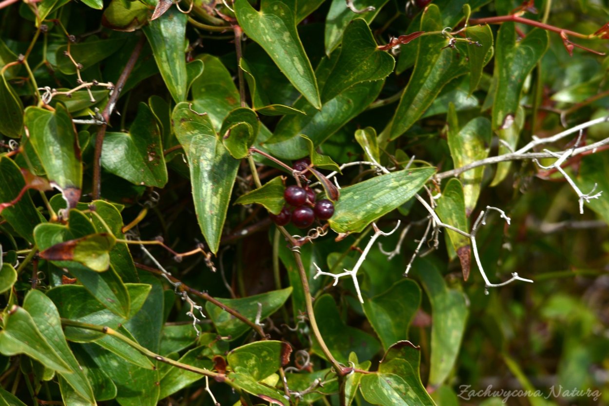 Сассапариль – смилакс высокий