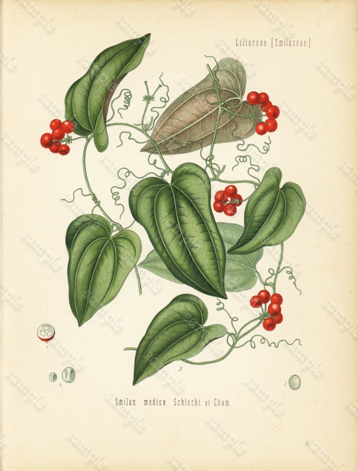 Сассапариль – смилакс высокий