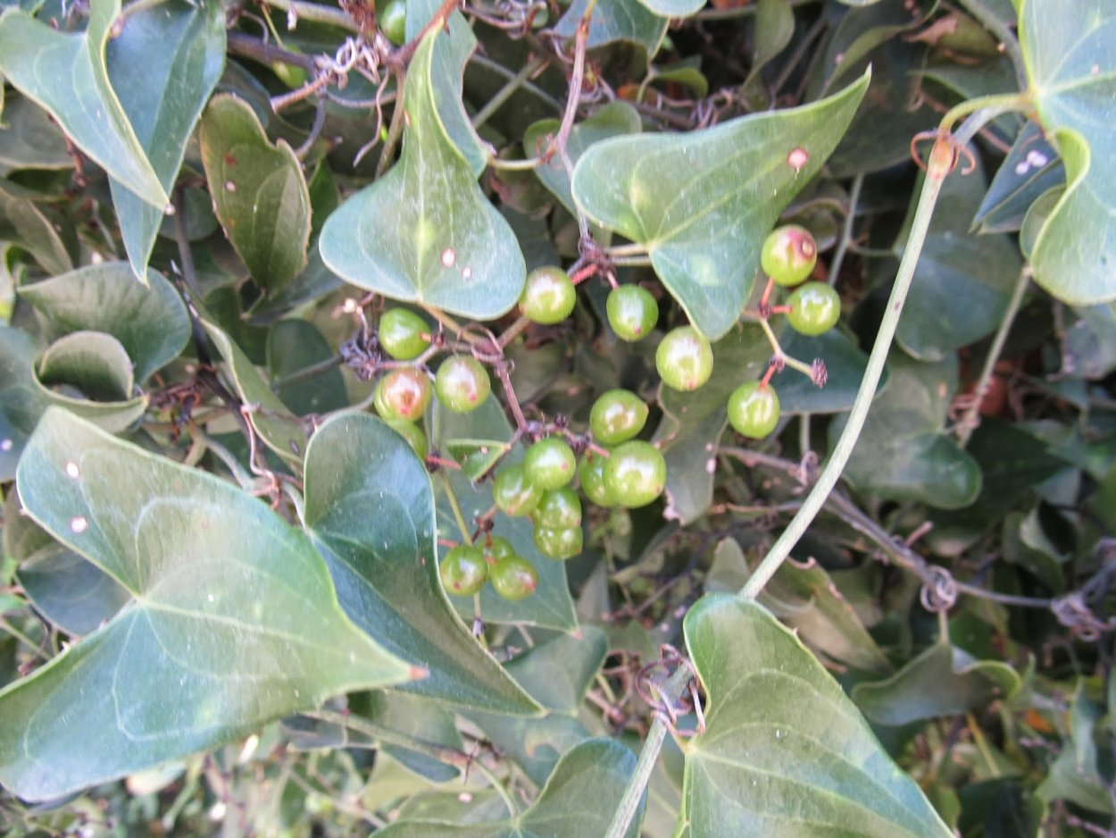 Кошачий коготь дерево