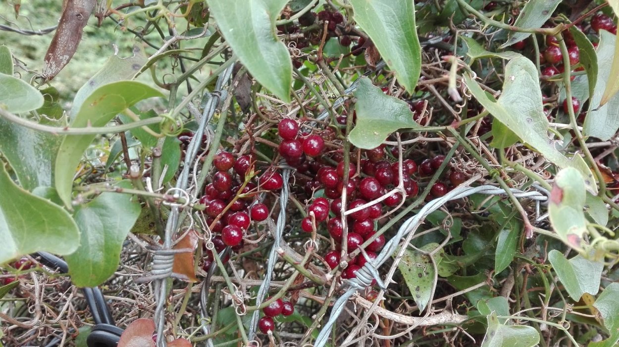 Сарсапарилла в Перу