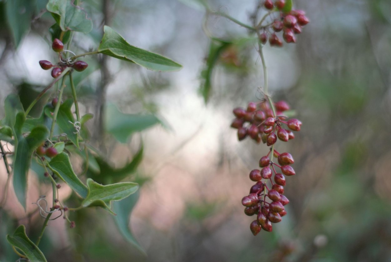 Сассапариль – смилакс высокий