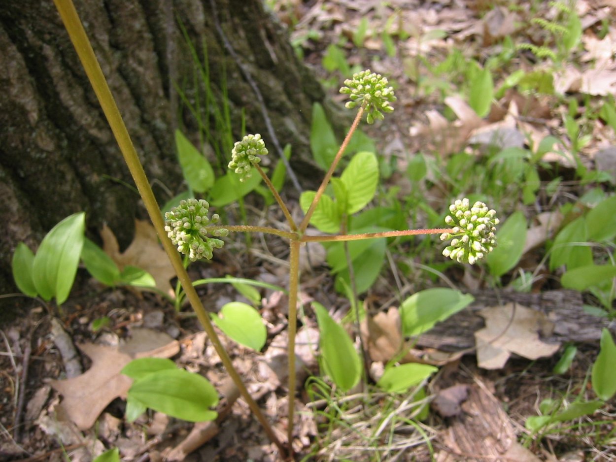 Nightshade — белладонна