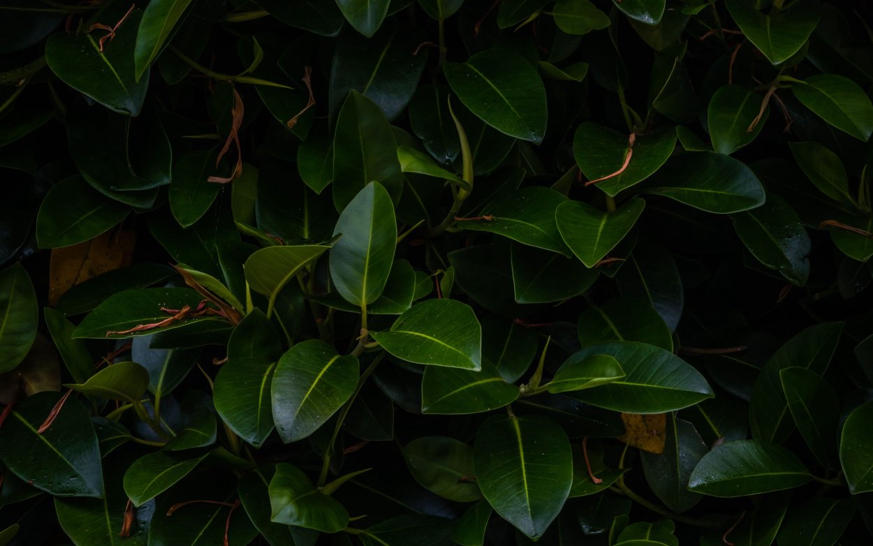 Девичий виноград пятилисточковый