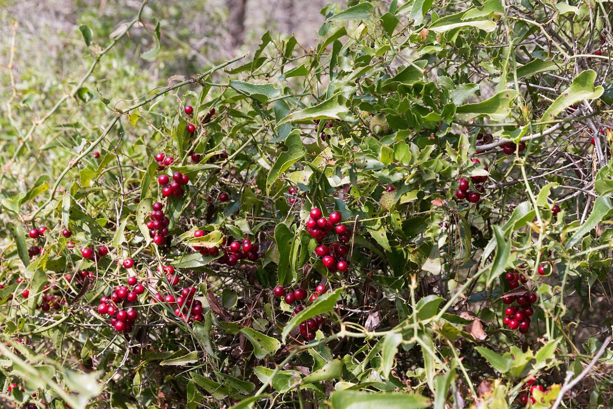 Экала растение