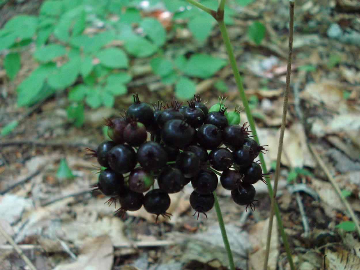 Растения смилакс (сарсапариль).»